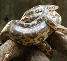 Pythons’ hearts may hold clues for health