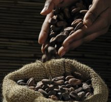 Can cocoa flavanols prevent disease?