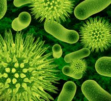 The good bacteria we can’t do without