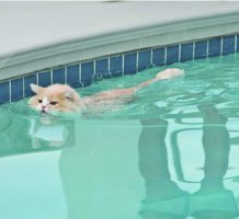 How to keep your pets safe this summer
