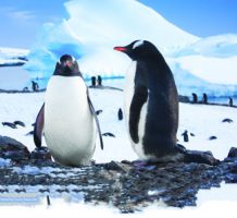 Visit Antarctica — the Earth’s last frontier