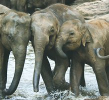 Help care for elephants in Cambodia