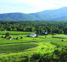 Sublime wine, scenery in central Virginia