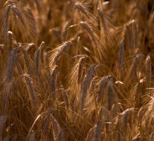Myths and facts: whole grains vs. gluten
