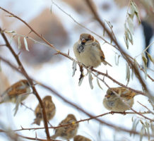 How to feed backyard birds this winter