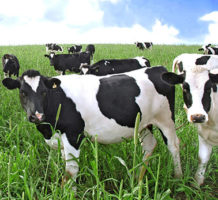 Qs on grass-fed dairy, choline supplements