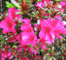 Making flowers bloom during the winter