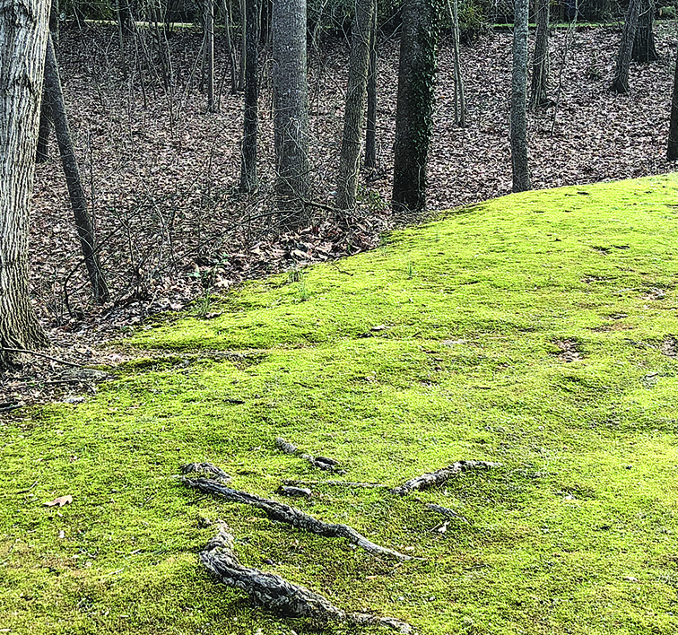 Moss and clover taking over your lawn? | Beacon