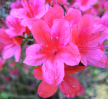 Azaleas are your garden’s spring royalty