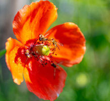 How much do you know about pollinators?