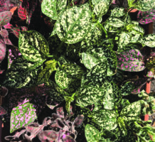 A palette of foliage colors for your garden