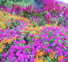 Mid-summer care of blooming ornamentals