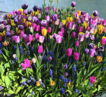 Start planning your spring garden today