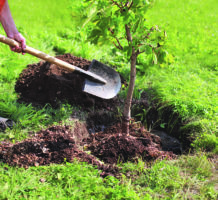 Now’s the time to plant trees and shrubs