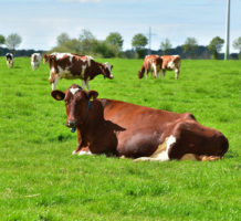 Genetic engineering down on the farm