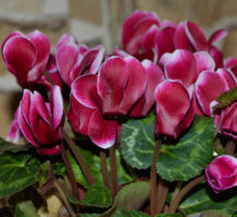 Houseplants to love for Valentine’s Day