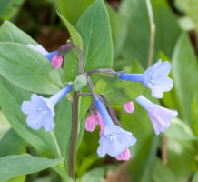 Springtime’s beauties not here for long