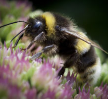 Native bees are important pollinators