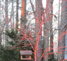 Structure in the wintertime garden