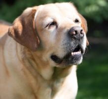 10,000 dogs needed for study of aging