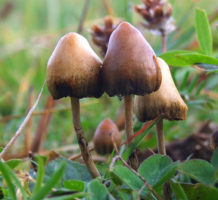 Studying mushrooms to fight depression