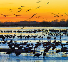 Nebraska, from corn fields to fine art