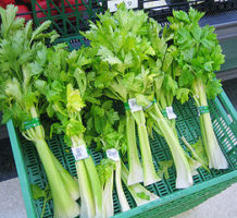 Celery boasts numerous health benefits