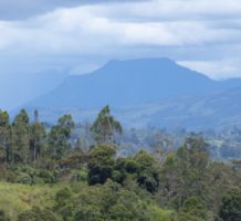 Bird lovers will love Papua New Guinea