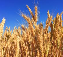 Ancient grains can improve modern diet