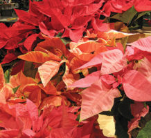 How to care for popular poinsettia plants