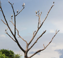 Talk with neighbors who have dead trees