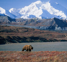 Make time for wild adventures in Alaska