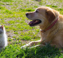 Protecting your pets after you’re gone