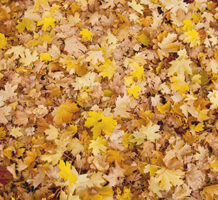 Leave leaves on yards to aid biodiversity