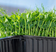 Try growing healthy microgreens indoors