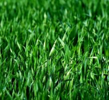 More people are considering ‘green’ burials