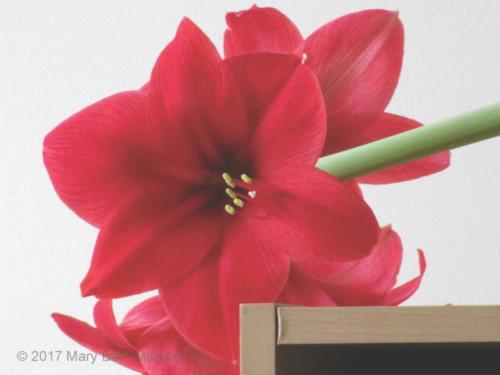 Fallen Amaryllis — Mary Mattison