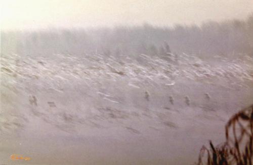 Gulls in Winter — Harry Letaw80 2 1