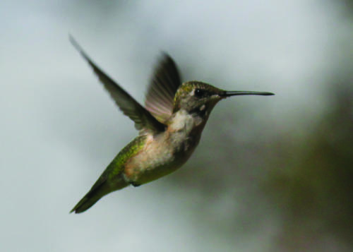 In flight — Renee Johnson