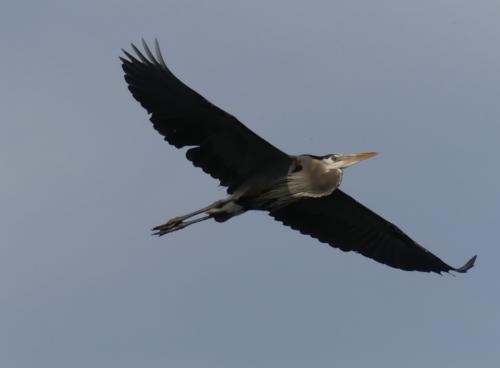 Heron in flight at Mason Neck State Park — Angela Camp