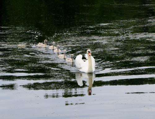 Swans at Turf Valley — Melissa Gerstenhaber