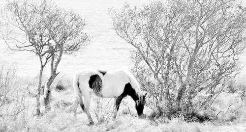 Assateague Island Pony black and white — Linda Kerr