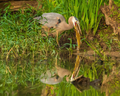 Look, I can eat a catfish! — Carol Gregoire