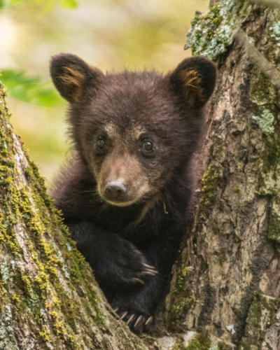Bear Cub up a Tree — Carol Gregoire