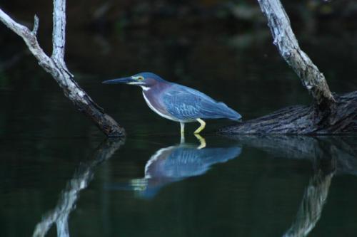 Green_Heron_Triadelphia — James Connelly